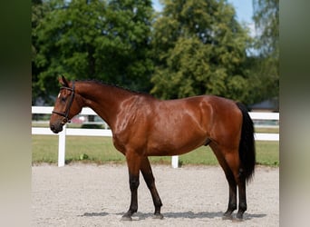 Hannoveraan, Ruin, 8 Jaar, 167 cm, Bruin