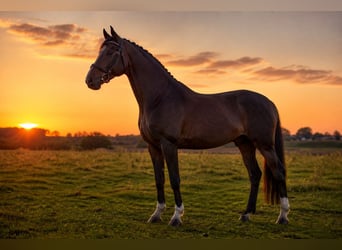 Hannoveraan, Ruin, 8 Jaar, 168 cm, Donkerbruin