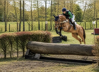 Hannoveraan, Ruin, 8 Jaar, 168 cm, Lichtbruin