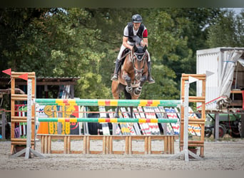 Hannoveraan, Ruin, 8 Jaar, 169 cm, Bruin