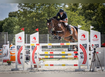 Hannoveraan, Ruin, 8 Jaar, 169 cm, Bruin