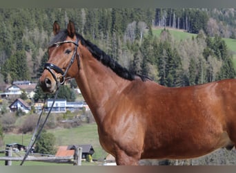 Hannoveraan, Ruin, 8 Jaar, 170 cm, Bruin