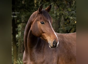 Hannoveraan, Ruin, 8 Jaar, 170 cm, Bruin