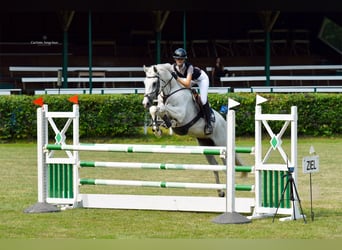 Hannoveraan, Ruin, 8 Jaar, 170 cm, Schimmel