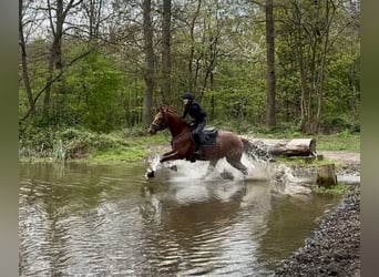 Hannoveraan, Ruin, 8 Jaar, 170 cm, Vos