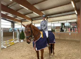 Hannoveraan, Ruin, 8 Jaar, 170 cm, Vos