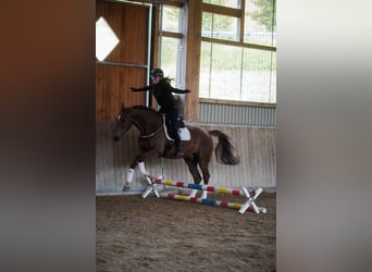 Hannoveraan, Ruin, 8 Jaar, 170 cm, Zwart