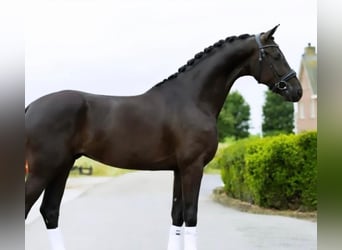 Hannoveraan, Ruin, 8 Jaar, 171 cm