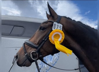 Hannoveraan, Ruin, 8 Jaar, 172 cm, Donkerbruin