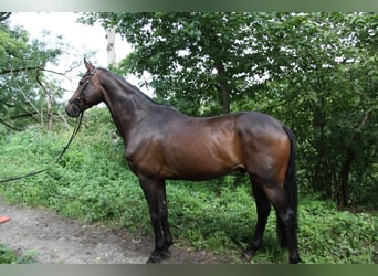 Hannoveraan, Ruin, 8 Jaar, 173 cm, Donkerbruin