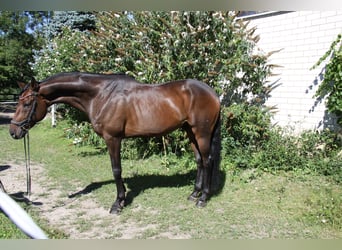 Hannoveraan, Ruin, 8 Jaar, 173 cm, Donkerbruin
