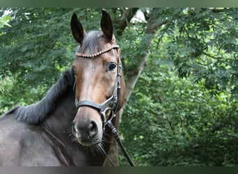 Hannoveraan, Ruin, 8 Jaar, 173 cm, Donkerbruin