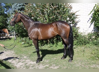 Hannoveraan, Ruin, 8 Jaar, 173 cm, Donkerbruin