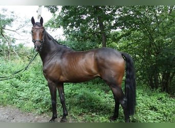 Hannoveraan, Ruin, 8 Jaar, 173 cm, Donkerbruin