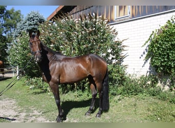 Hannoveraan, Ruin, 8 Jaar, 173 cm, Donkerbruin