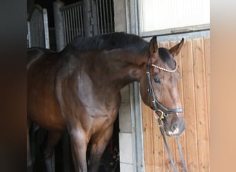 Hannoveraan, Ruin, 8 Jaar, 173 cm, Donkerbruin