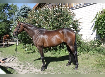 Hannoveraan, Ruin, 8 Jaar, 173 cm, Donkerbruin