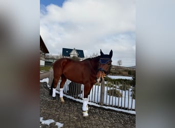 Hannoveraan, Ruin, 8 Jaar, 173 cm