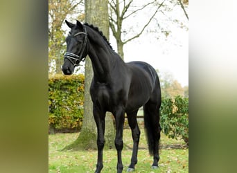 Hannoveraan, Ruin, 8 Jaar, 173 cm