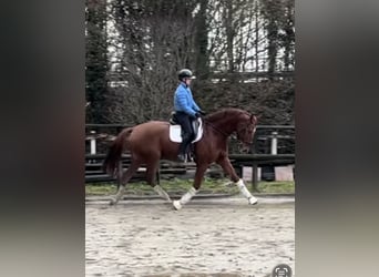 Hannoveraan, Ruin, 8 Jaar, 173 cm, Vos