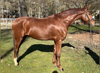 Hannoveraan, Ruin, 8 Jaar, 173 cm, Vos