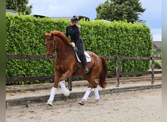 Hannoveraan, Ruin, 8 Jaar, 173 cm, Vos