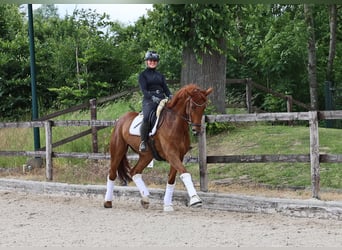 Hannoveraan, Ruin, 8 Jaar, 173 cm, Vos