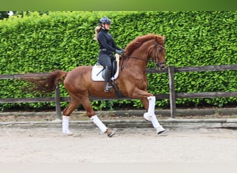 Hannoveraan, Ruin, 8 Jaar, 173 cm, Vos