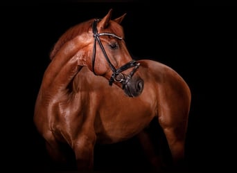 Hannoveraan, Ruin, 8 Jaar, 173 cm, Vos
