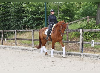 Hannoveraan, Ruin, 8 Jaar, 173 cm, Vos