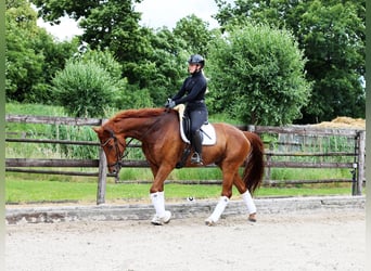 Hannoveraan, Ruin, 8 Jaar, 173 cm, Vos