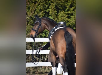 Hannoveraan, Ruin, 8 Jaar, 175 cm, Bruin