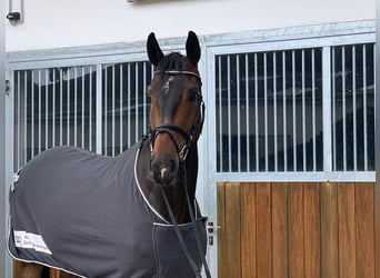 Hannoveraan, Ruin, 8 Jaar, 175 cm, Donkerbruin