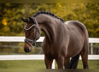Hannoveraan, Ruin, 8 Jaar, 175 cm, Donkerbruin