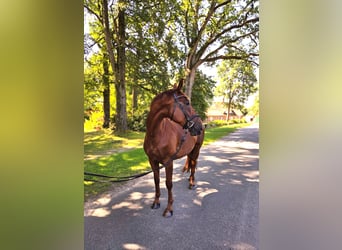 Hannoveraan, Ruin, 8 Jaar, 175 cm, Donkere-vos