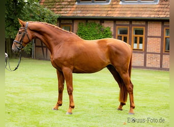 Hannoveraan, Ruin, 8 Jaar, 175 cm, Donkere-vos