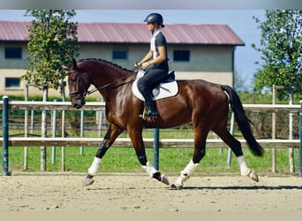 Hannoveraan, Ruin, 8 Jaar, 182 cm, Bruin