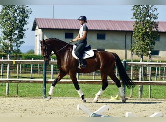 Hannoveraan, Ruin, 8 Jaar, 182 cm, Bruin