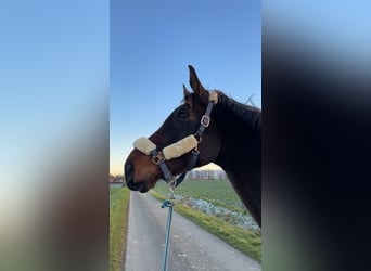 Hannoveraan, Ruin, 8 Jaar, 185 cm, Donkerbruin