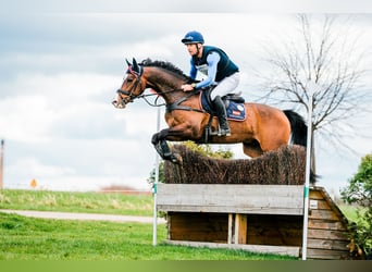 Hannoveraan, Ruin, 9 Jaar, 162 cm, Bruin