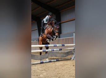 Hannoveraan, Ruin, 9 Jaar, 164 cm, Bruin