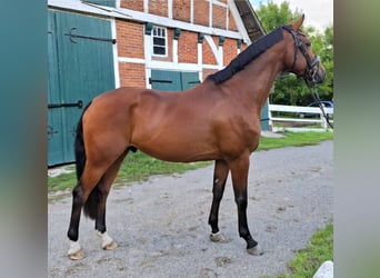Hannoveraan, Ruin, 9 Jaar, 165 cm, Bruin