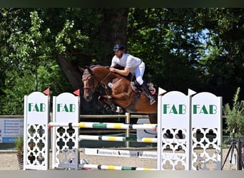 Hannoveraan, Ruin, 9 Jaar, 165 cm, Bruin