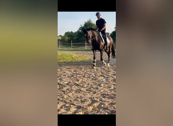 Hannoveraan, Ruin, 9 Jaar, 167 cm, Donkerbruin