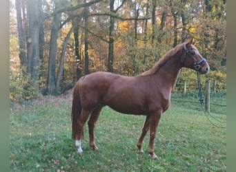 Hannoveraan, Ruin, 9 Jaar, 167 cm, Vos