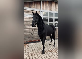 Hannoveraan, Ruin, 9 Jaar, 167 cm, Zwartbruin