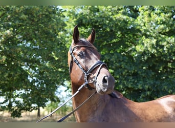 Hannoveraan, Ruin, 9 Jaar, 168 cm, Donkerbruin