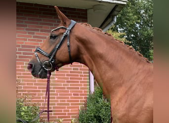 Hannoveraan, Ruin, 9 Jaar, 168 cm, Vos