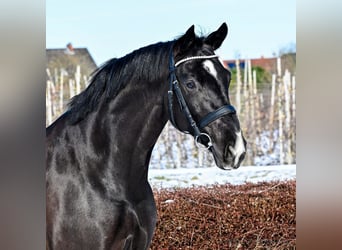 Hannoveraan, Ruin, 9 Jaar, 168 cm, Zwart