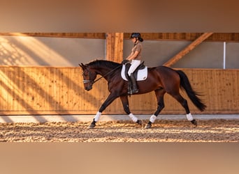 Hannoveraan, Ruin, 9 Jaar, 169 cm, Donkerbruin